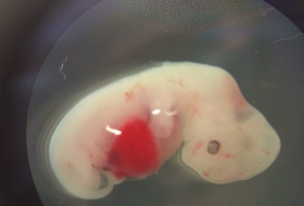 First human-pig embryos made, then destroyed